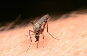 Mosquito gigante llega a Yucatán, debido a Cristóbal